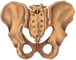 Superior ramis of pubis Symphysis pubis Inferior ramis of pubis Pelvis (Male) Posterior View Fifth lumbar vertebra Sacrum Posterior superior iliac spine Posterior inferior iliac spine Ischial