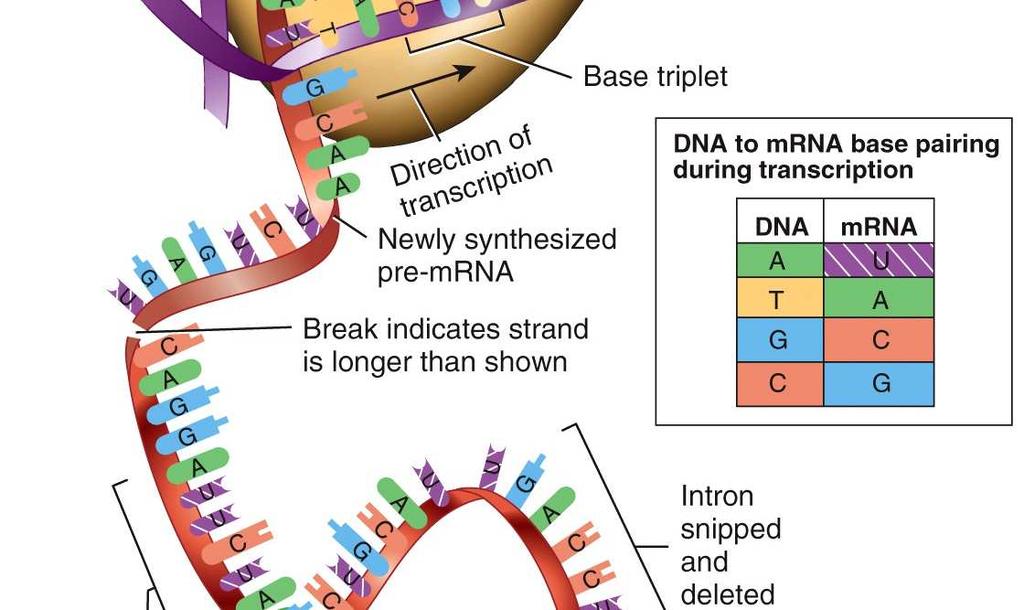 which genetic information encoded