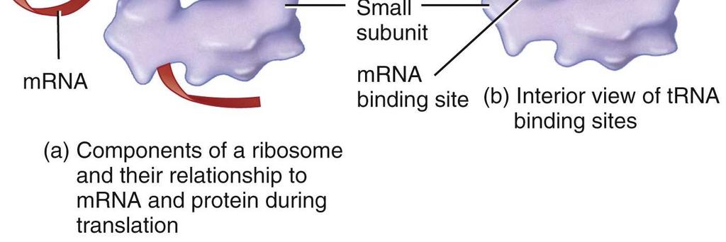 mrna nucleotide sequence to