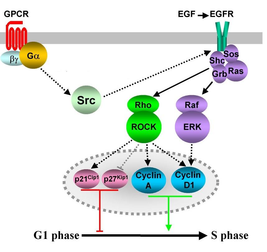 - Src functions Cell cycle regulators Src