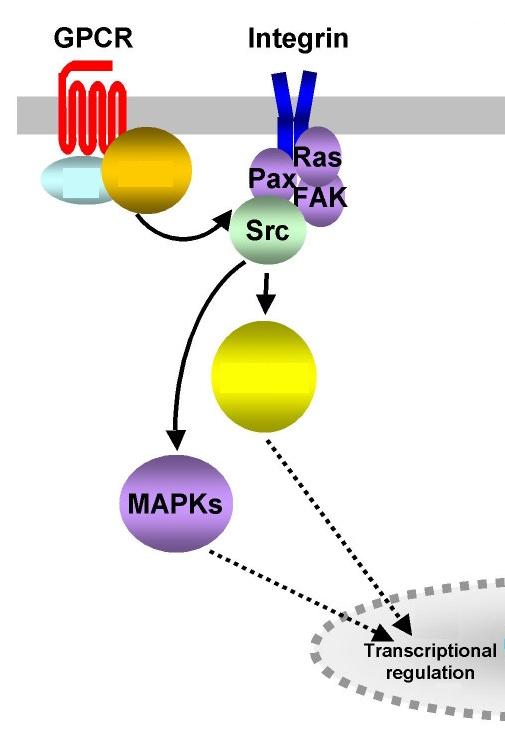 RTK - Src functions Src protein interacts