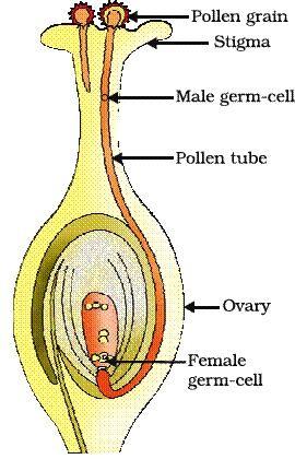 FERTILIZATION: The fusion between the pollen grain and female egg cell. It occurs inside the ovary.
