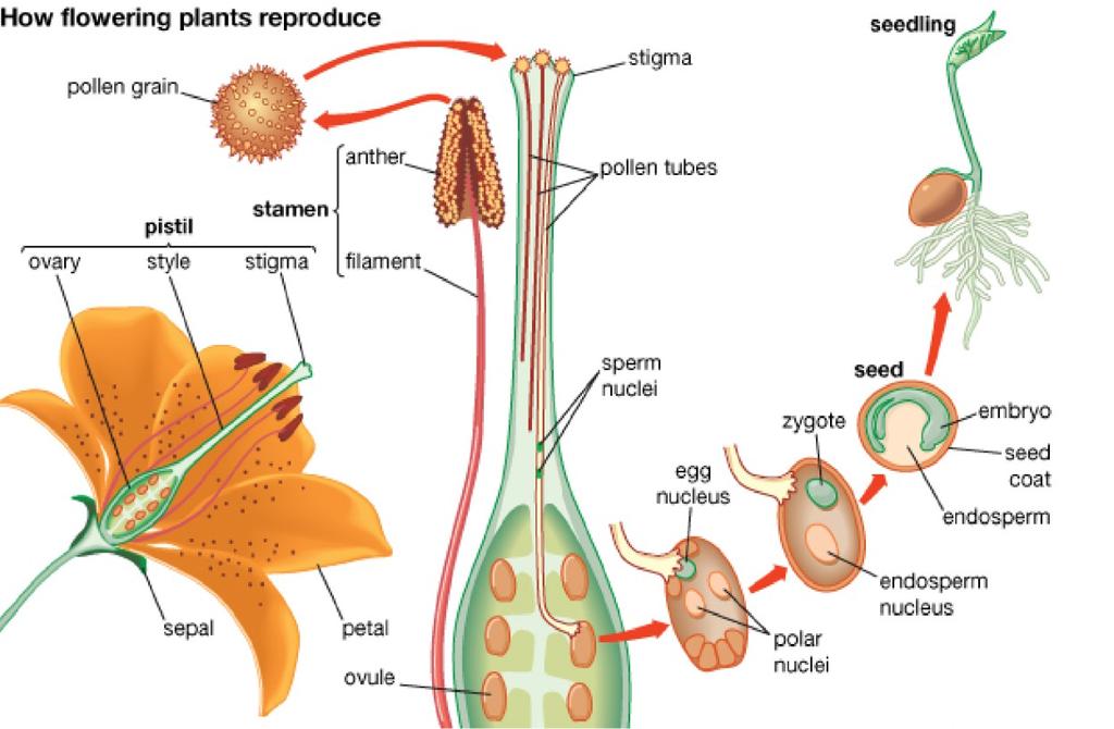 The ovule develops a tough coat and is converted into a seed.
