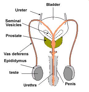 REPRODUCTION IN HUMAN BEINGS Humans use a Sexual Mode of reproduction. It needs sexual maturation which includes creation of the germ cells i.e., egg (ova) in the female and sperm in the male partner & this period of sexual maturation is called Puberty.