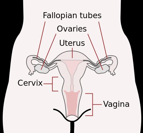 Figure:- Female reproductive system Fertilization occurs in the fallopian tube of female genital tract.