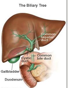 Gall bladder Relations: Liver, ant abdo wall, duodenum, TV
