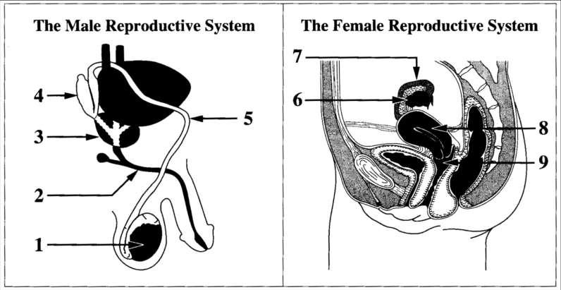 Reproductive System Jan 96, 1 Use the following information to answer the next two questions Numerical Response 1.