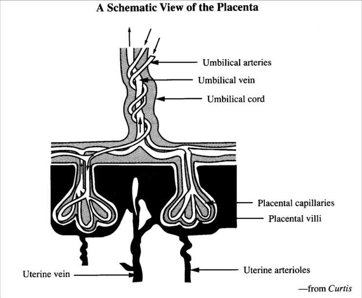 Jan 98,26 42. Which of the following does not normally occur at the placenta? A. Nutrients move from the maternal blood to the fetal blood B.