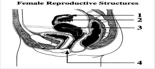 Jan 00,13 66. Testes are responsible for the production of sperm and testosterone. Cutting and tying the vas deferens (vasectomy) blocks the passage of sperm.