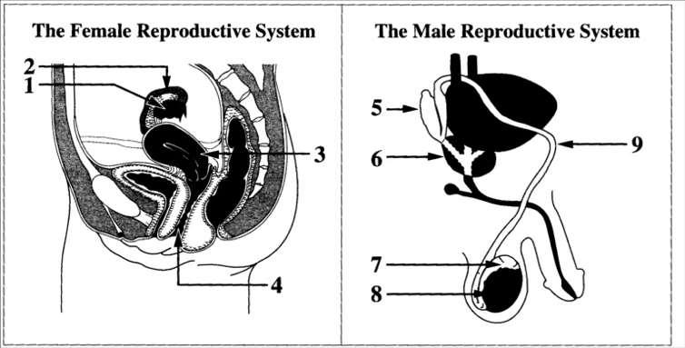 Jun 96,1 Use the following diagrams to answer the next question Numerical Response 4. Choose the correct number for the reproductive structure where each of the functions described below occurs.