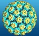 HPV Vaccines Excellent efficacy in studies (nearly 100%) in preventing infection with HPV types included in vaccine, if not previously infected Prevent cervical and anal intraepithelial