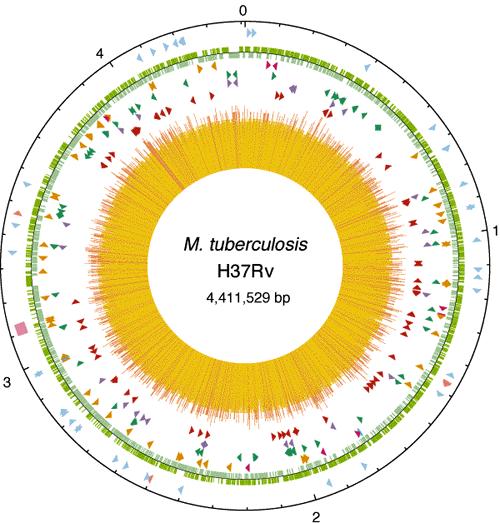 Genome of Mycobacterium