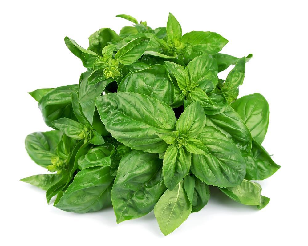 Growing Conditions Basil is very sensitive to cold weather and is a plant that is very hard to maintain. It is best grown when grown in hot and dry climates after the last frost is completely over.