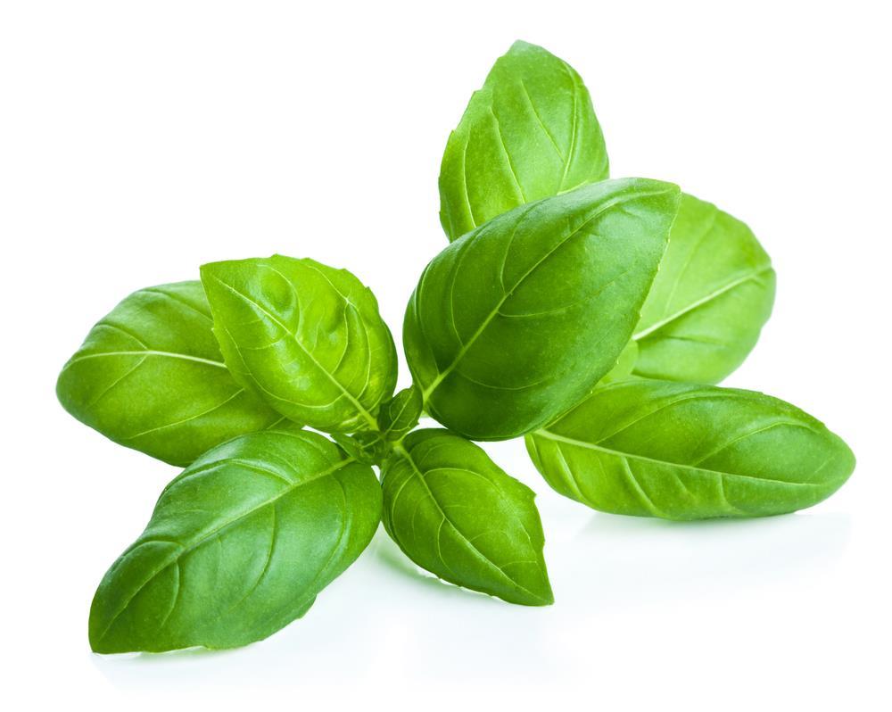 Other Uses Basil is said to have many magical uses as well. It is said to encourage peace and happiness and will bring the user love, money, and protection.