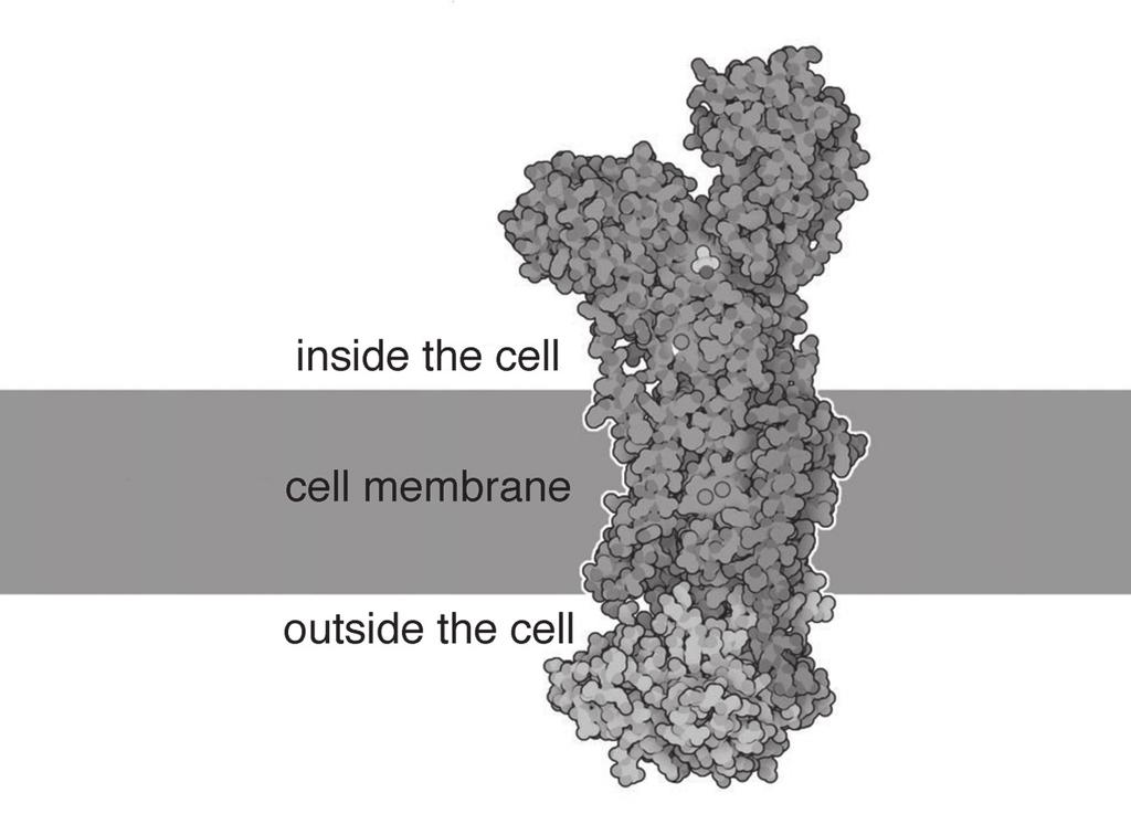 5 (c) Fig. 2.1 is a diagram of a protein used to move ions across membranes in root hair cells. high concentration of ions protein low concentration of ions direction of ion movement Fig. 2.1 (i) State the name of the process that moves mineral ions into root hair cells through cell membrane proteins.