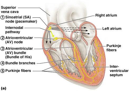 6 Heart Physiology: