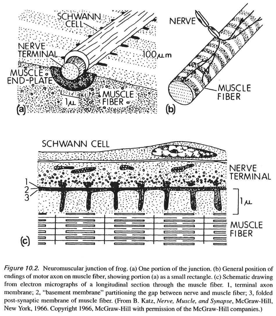Structure of the neuromuscular junction (cont.