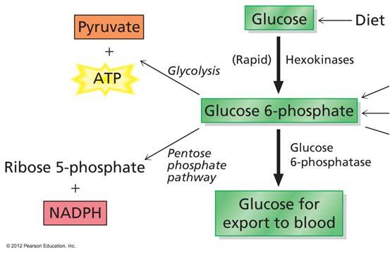 Isozyme in liver and pancreas Higher K m Hexokinase always saturated, but glucokinase sensitive to [glucose] Not inhibited by glucose 6 P Why?