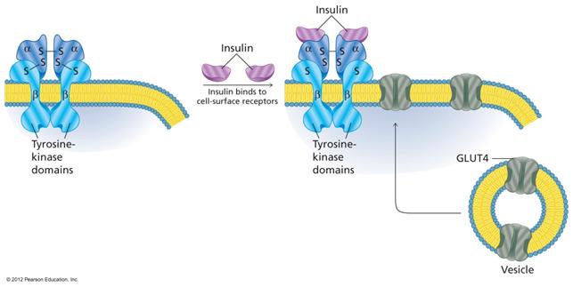 Insulin dependent in muscle