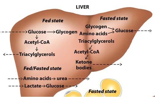Glycogen breakdown Maintain blood sugar level Catabolize glucogenic amino