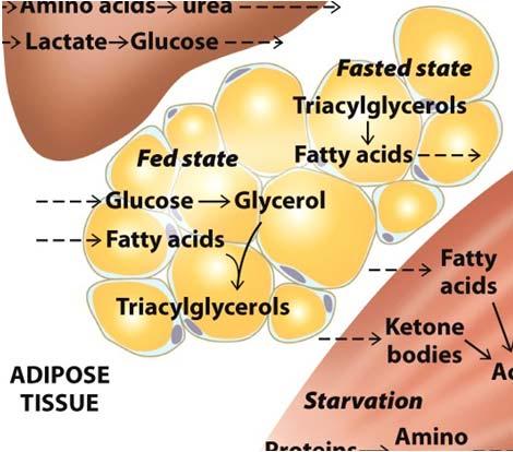 Muscle: Active State Immediate ATP/creatine Anaerobic muscle glycogen Aerobic muscle glycogen Aerobic liver glycogen Adipose
