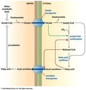 AMP dependent protein Kinase (AMPK) acts as energy sensor High [AMP]
