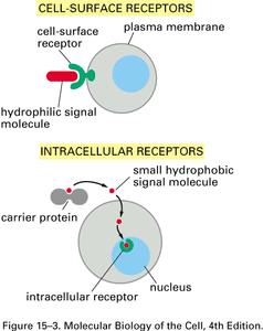 Receptors Proteins that bind signals and initiate a signaling cascade Cell membrane receptors -integral membrane