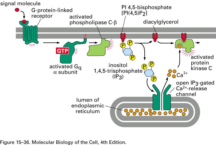 G-proteins and phospholipases Some G-proteins activate PLC (phospholipase