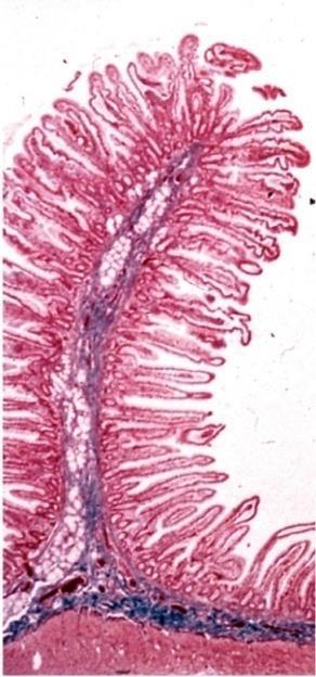 Folded mucosa Villi (7-14 fold increase)