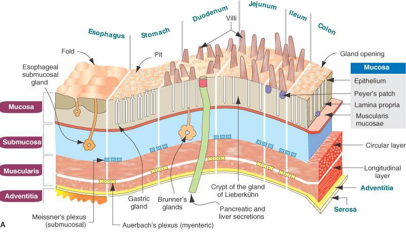 Schematic diagram of the anatomic and histologic organization of the