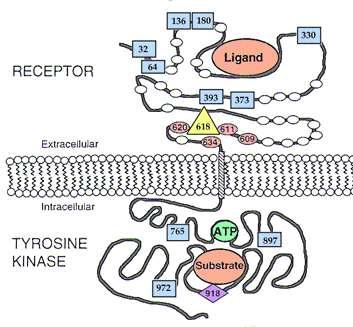 Hirschsprung disease - pathogenesis mutation in RET gene inactivation of kinase activity of its receptor arrest