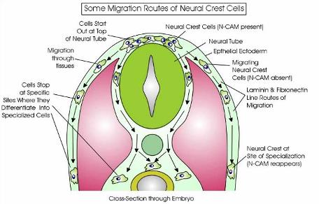 Enteric Nervous System Most complex part of