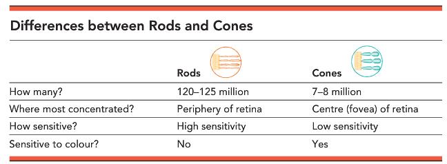 Rods and cones Figure 4. Differences between Rods and Cones.