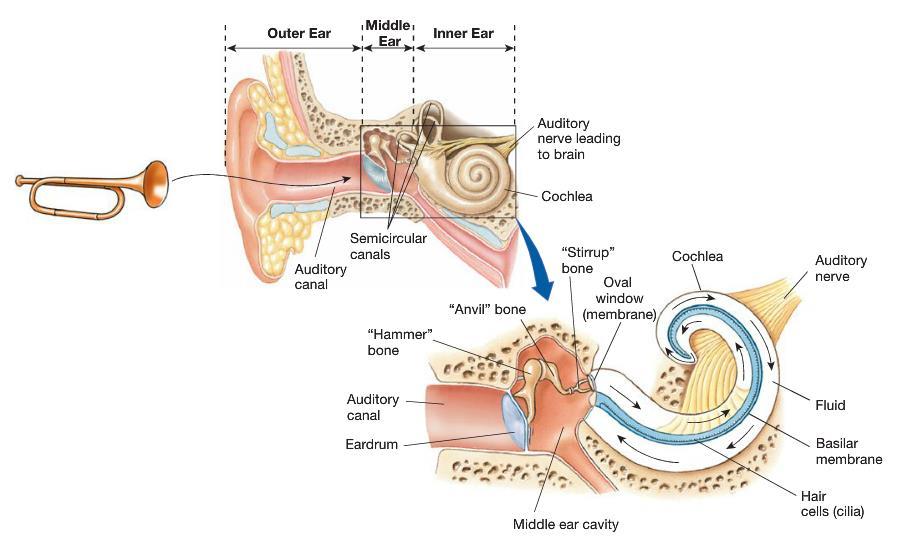 Figure 14.Major Structures of the Ear.