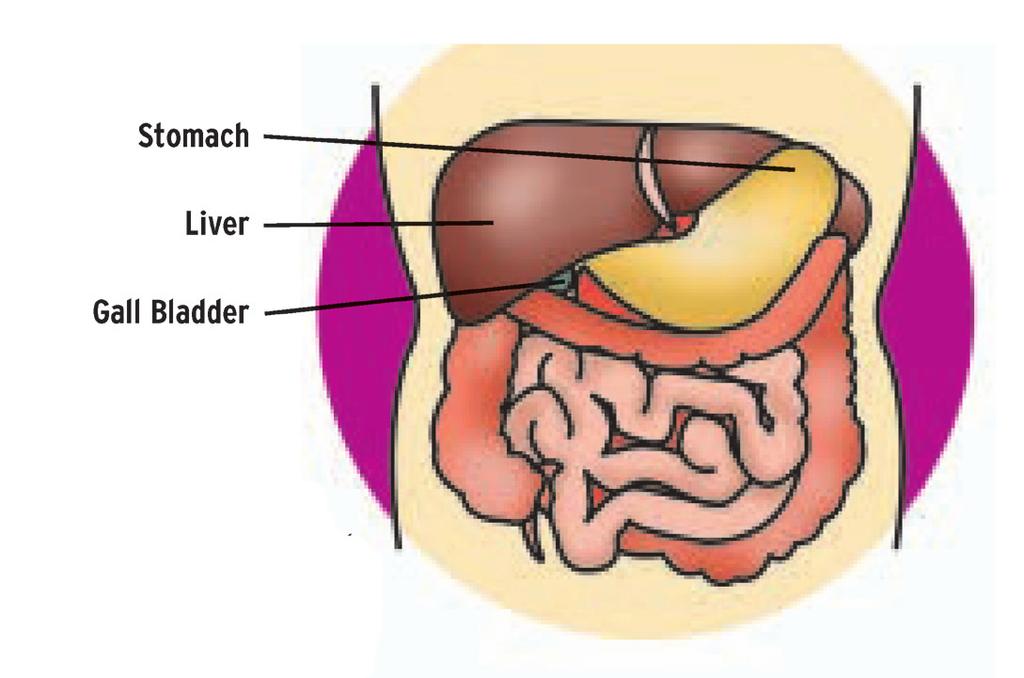 The Liver The liver is the body s chemical factory and performs hundreds of complex functions, which are vital for life.