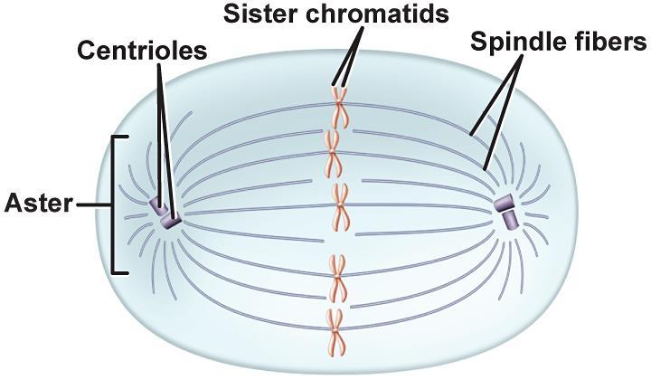 The Stages of Mitosis Prophase As prophase continues, spindle fibers, centrioles, and aster fibers form a spindle