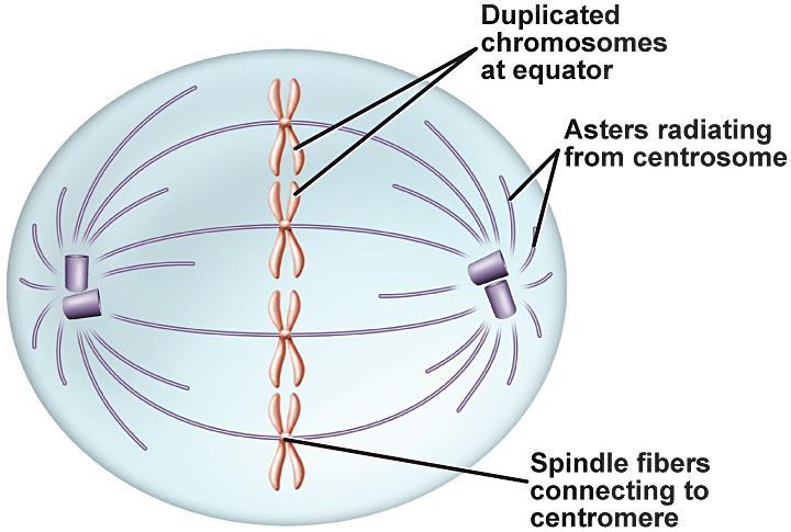 The Stages of Mitosis Metaphase The second stage of mitosis is metaphase the shortest phase.
