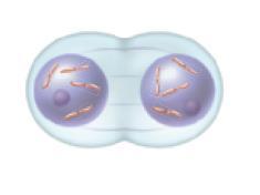 The Stages of Mitosis Telophase Telophase is when the chromosomes arrive at the poles and begin to decondense.