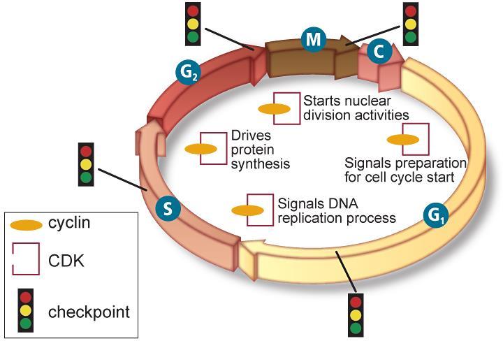 Normal Cell Cycle Quality control checkpoints The cell cycle has built-in checkpoints that monitor the cycle and can stop it if