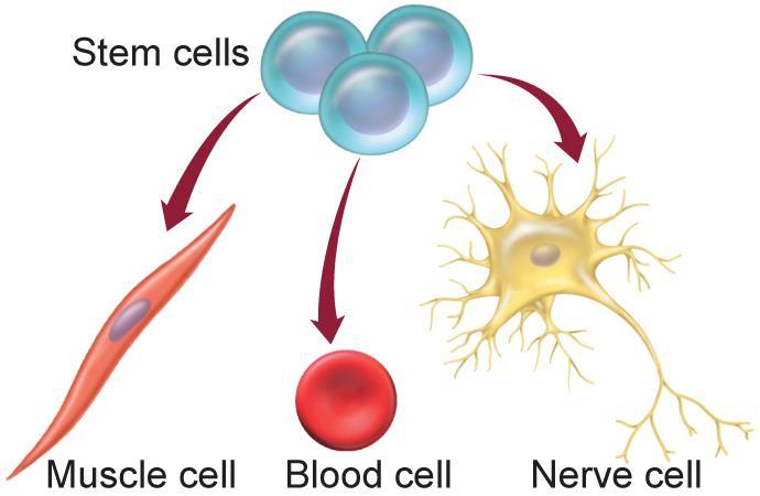 Stem Cells Multicellular organisms have specialized cells.