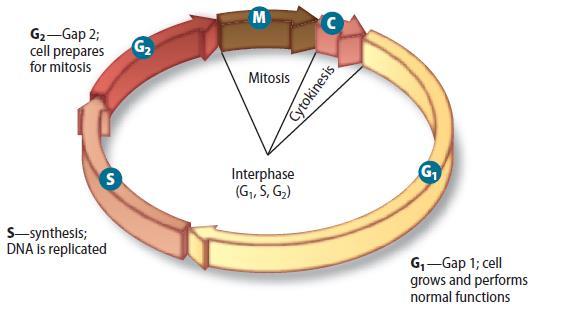 The Cell Cycle Mitosis and cytokinesis During mitosis, a cell s nuclear material divides and separates