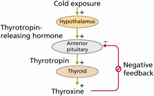 Hormone functions Maintain internal environment ( homeostasis) Chemical structure of hormones Protein: Growth hormone, Insulin Growth and development Glycoprotein: LH, FSH, TSH, HCG Energy production