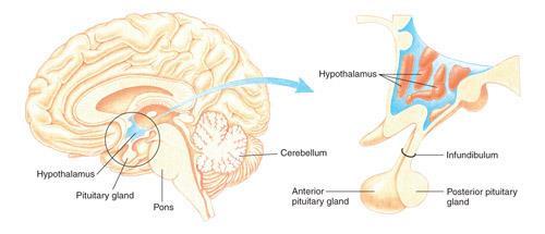 Functions of the Pituitary Gland (Master Gland) Two Lobes (Anterior and