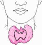 Thyroid Gland Disorders of the Hypothyroidism underactive thyroid What does hypo- mean? Not enough thyroxine secreted. May be due to a lack of dietary intake of iodine (simple goiter).