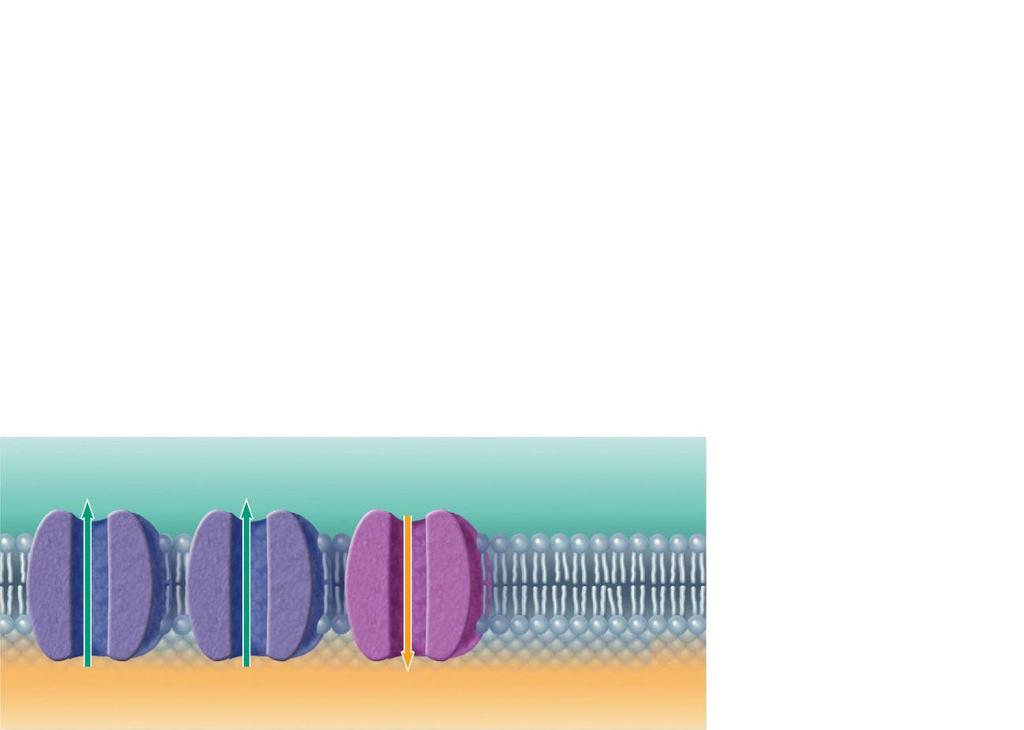 Establishing a Membrane Potential K+