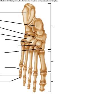 heel to base of proximal phalanges on lateral aspect of foot Transverse Arch Extends across cuneiforms, cuboid bone and bases of
