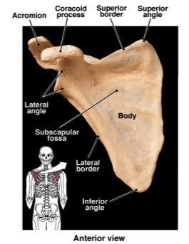 Prentice Hall, 2004 16 Review of the Bones of the Upper Arm Typical