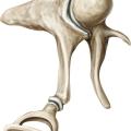 Smallest bone in the body