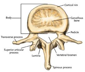 Axial Skeleton Axis - Superior View Spinous process Vertebral foramen