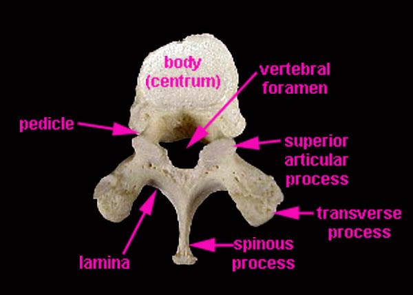 Axial Skeleton Lumbar Vertebra Superior View 1. Spinous process 2.